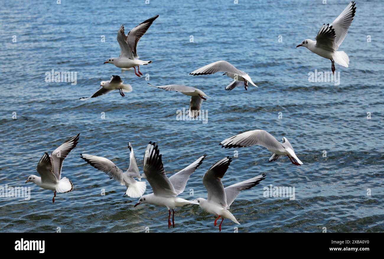 Uno stormo di gabbiani in una spiaggia pubblica a Oroklini, Larnaca, Cipro Foto Stock