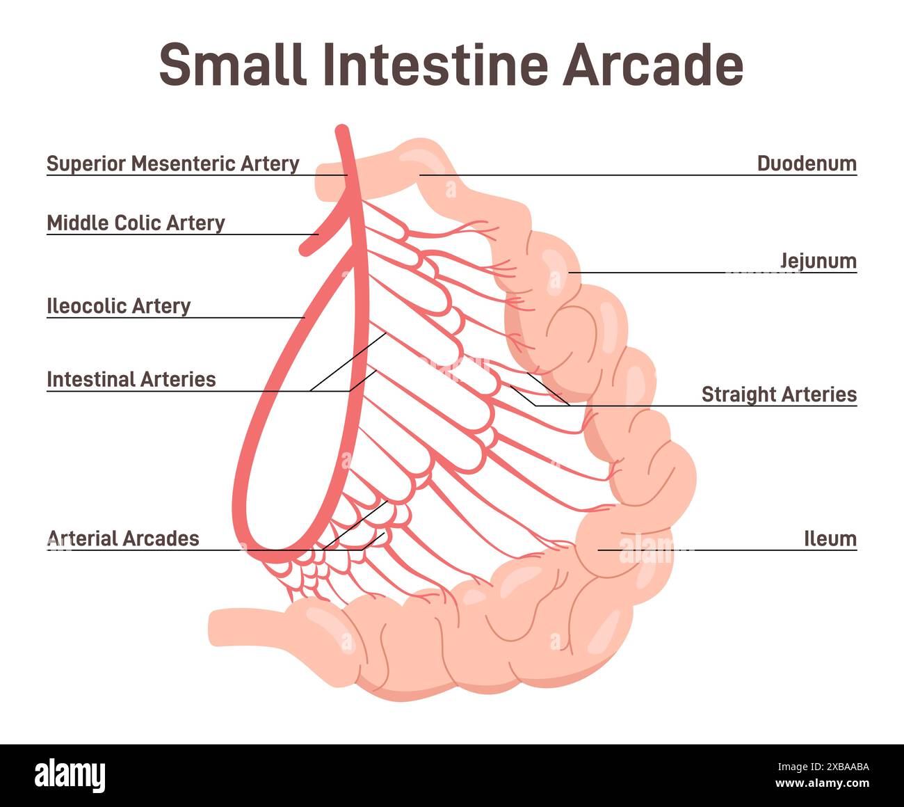 Afflusso di sangue nell'intestino tenue. Arteria e vene della ciotola. Struttura del colon, studio del sistema digerente umano. Illustrazione vettoriale piatta Illustrazione Vettoriale