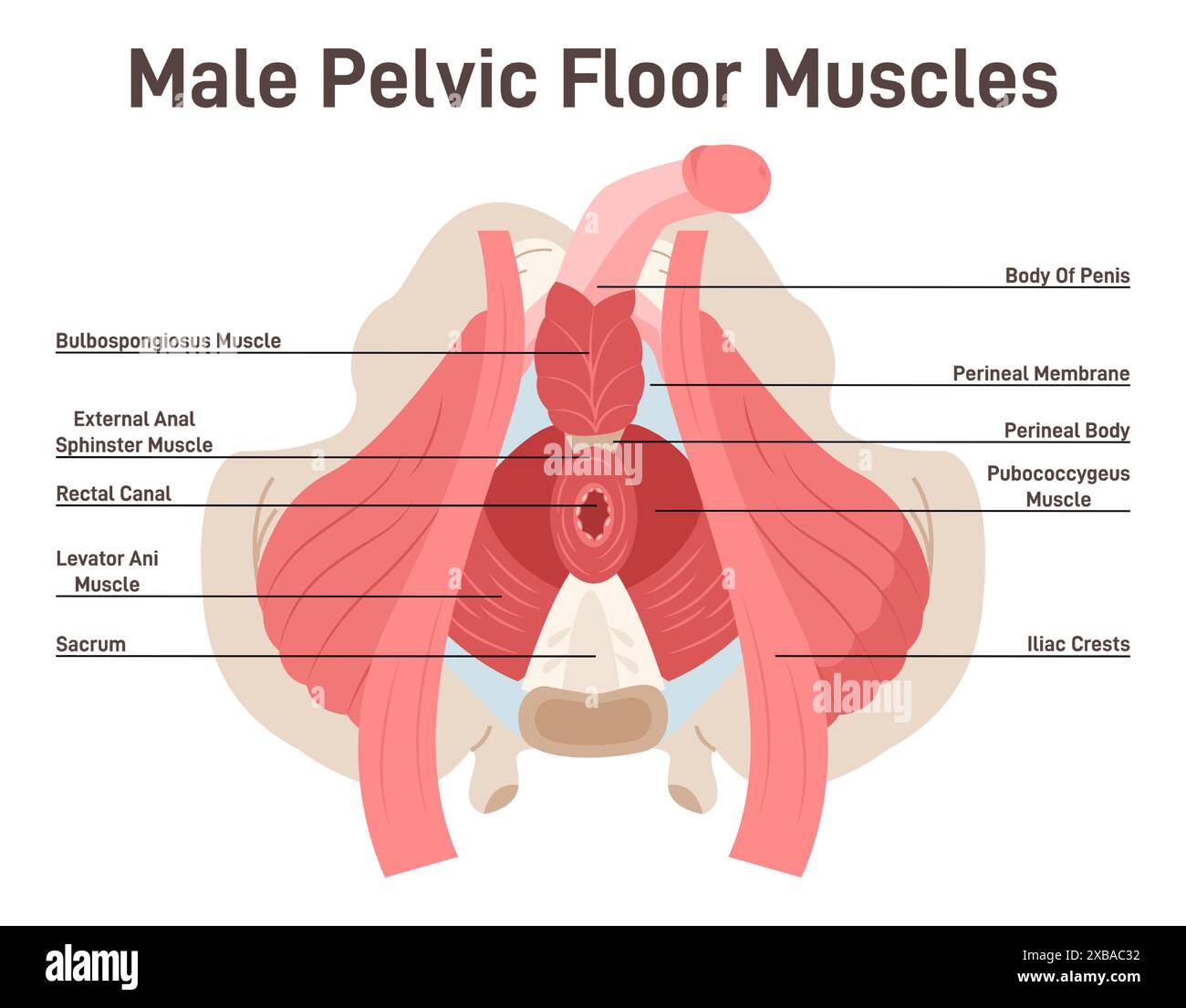 Anatomia dei muscoli del pavimento pelvico maschile. L'anatomia del cavallo, i muscoli del pavimento pelvico coprono la parte inferiore del bacino e supportano gli organi pelvici. Illustrazione vettoriale piatta Illustrazione Vettoriale