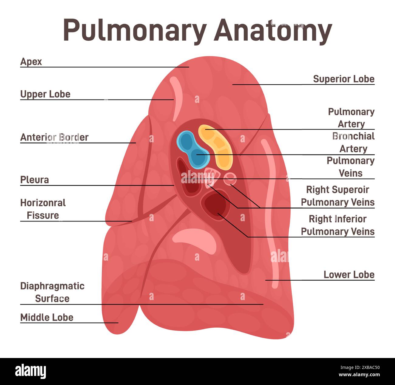 Anatomia polmonare. Struttura dell'organo principale del sistema respiratorio. Anatomia del corpo umano, studio del sistema respiratorio. Illustrazione vettoriale piatta. Illustrazione Vettoriale