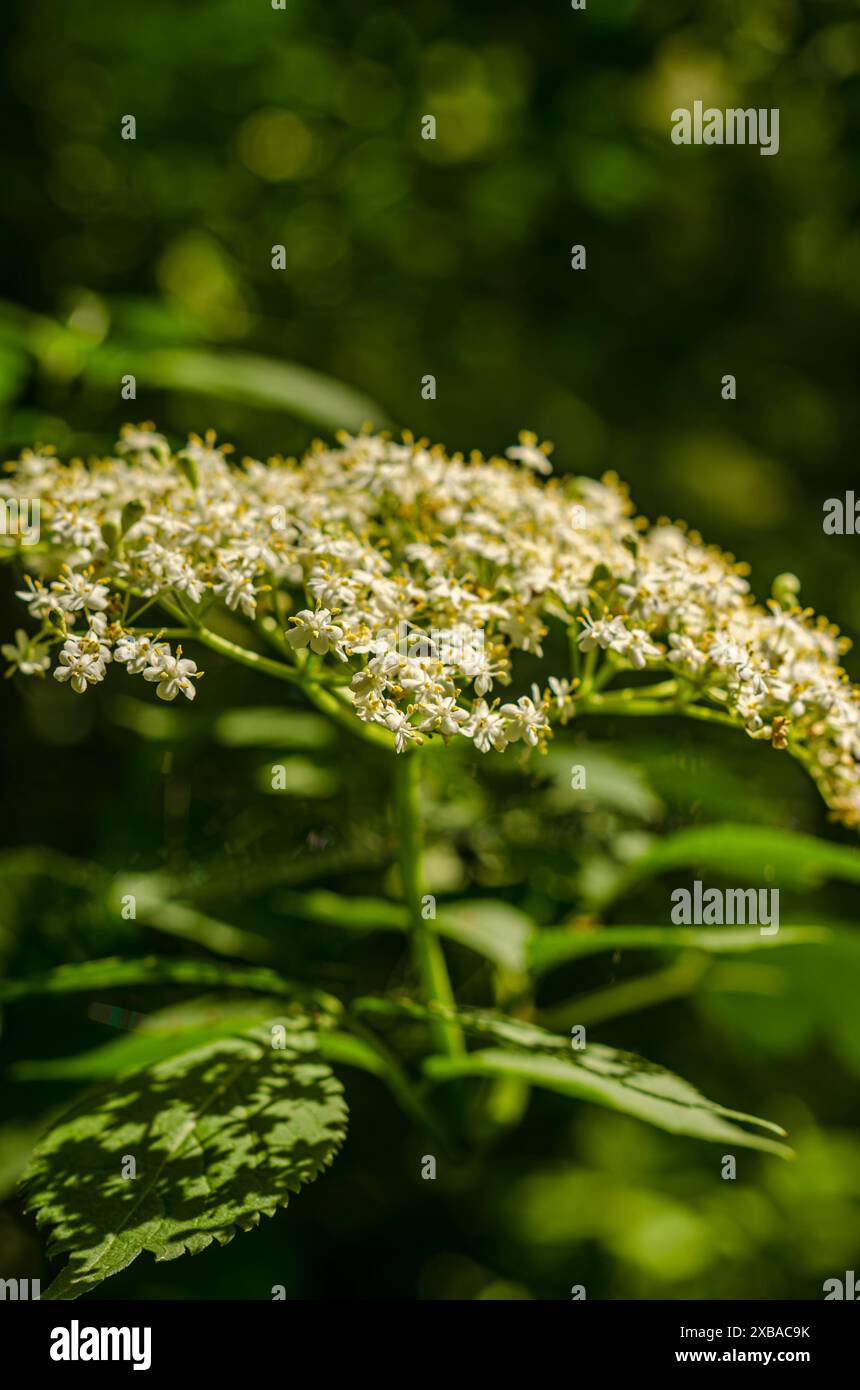Viburnum lantana fiore nel prato, primo piano. Foto di alta qualità Foto Stock