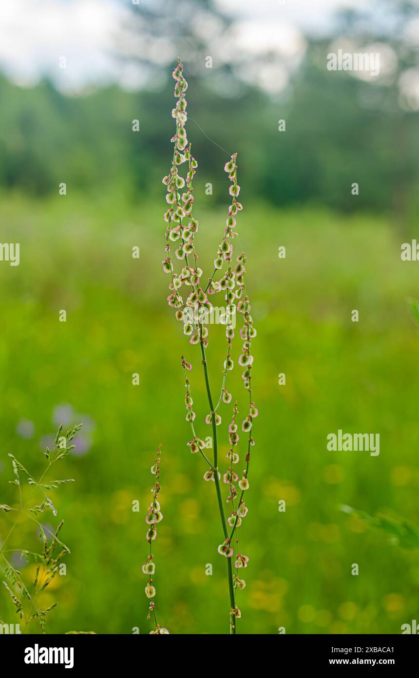 Lunga punta ricurva verde e dorata dell'erba di coda. Foto di alta qualità Foto Stock