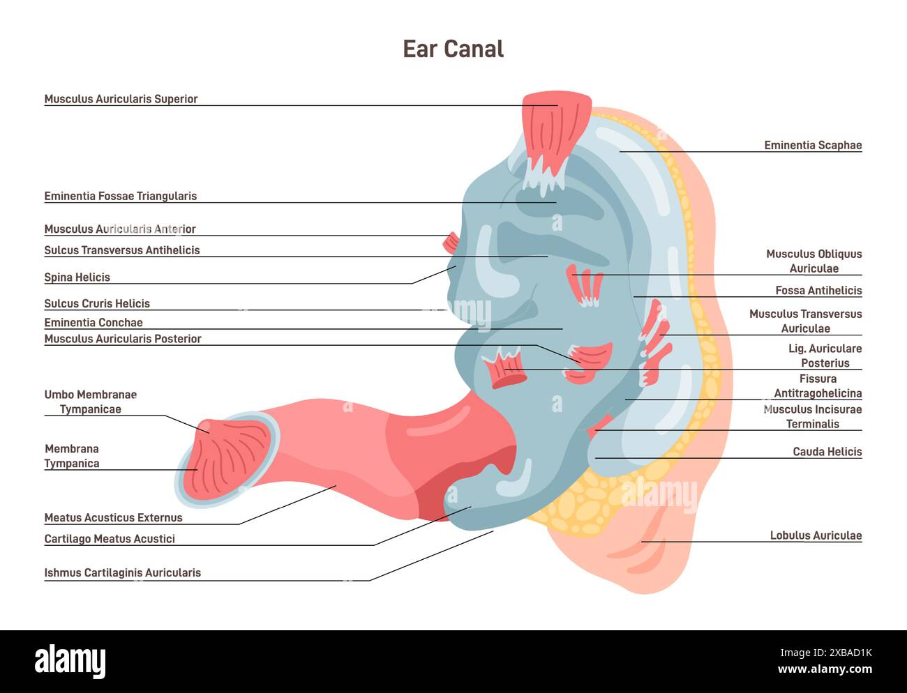 Anatomia dell'orecchio umano. Canale interno dell'organo sensoriale sonoro. Orecchie struttura interna e anatomia. Sano organo sensoriale e vestibolare. Illustrazione vettoriale piatta Illustrazione Vettoriale
