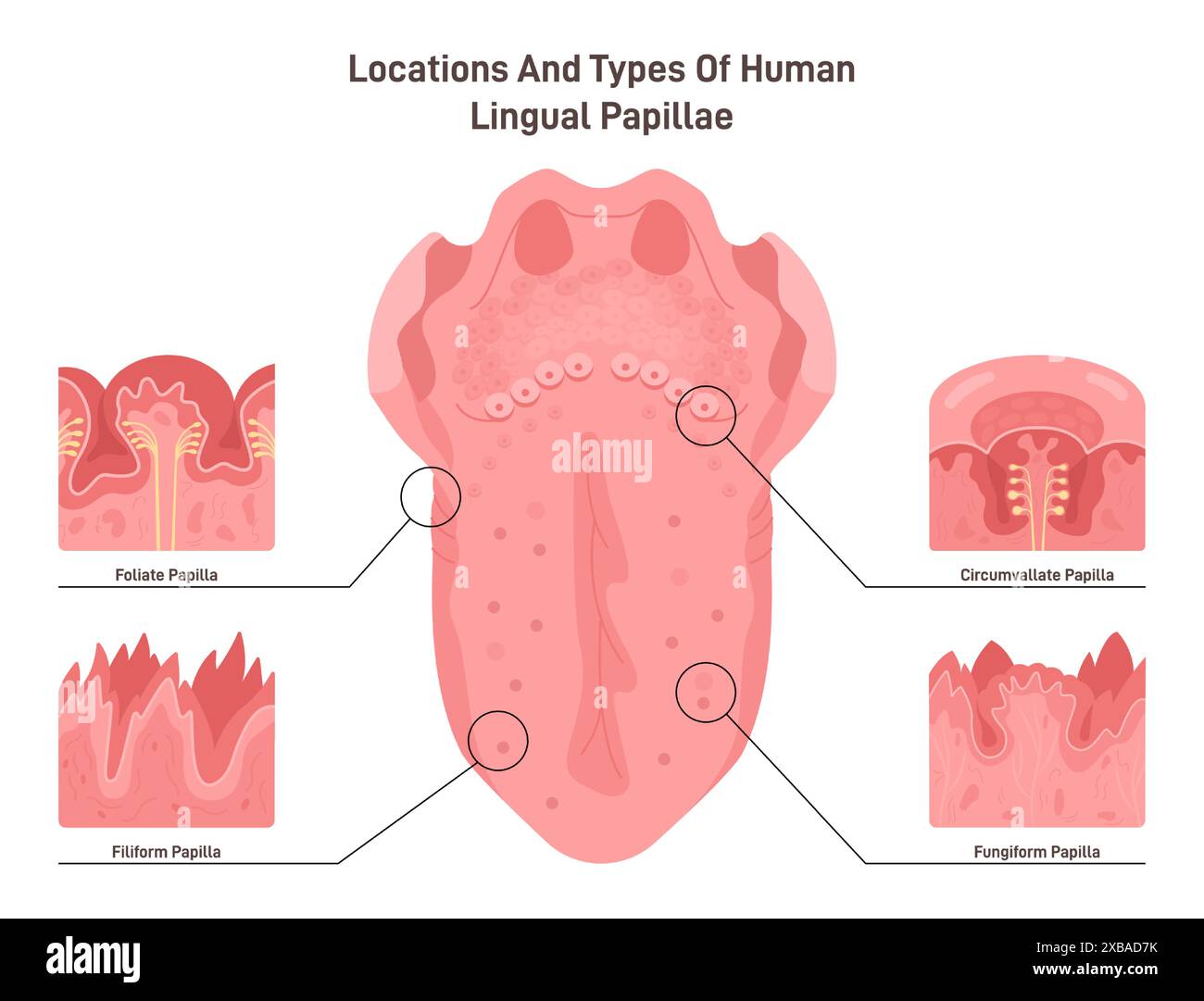 Tipi e struttura delle papille della lingua umana. I recettori del gusto dell'organo muscolare della lingua. Parte del sistema digestivo. Illustrazione vettoriale piatta Illustrazione Vettoriale