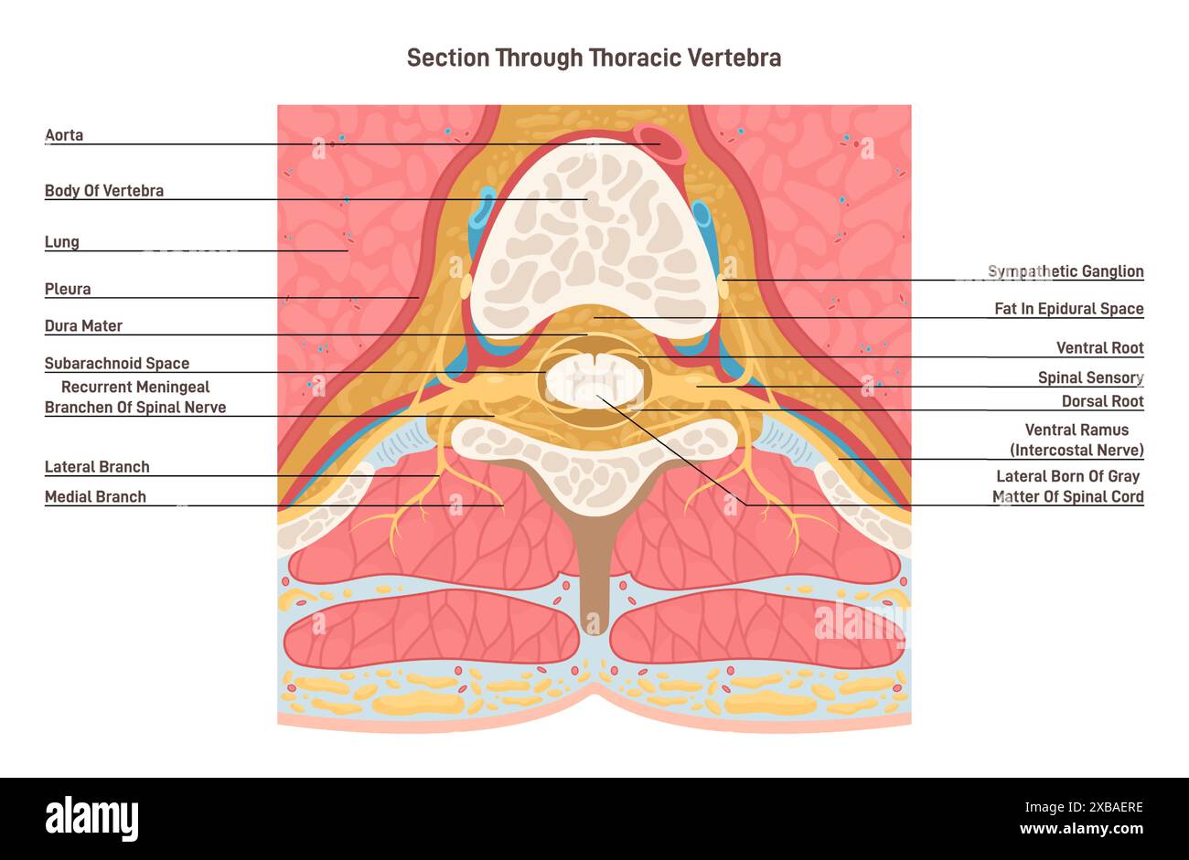 Sezione trasversale attraverso la vertebra toracica. Anatomia del midollo spinale. Segmento centrale della colonna vertebrale con nervi, vasi sanguigni, muscoli e tessuto adiposo. Banner anatomia umana. Illustrazione vettoriale piatta Illustrazione Vettoriale