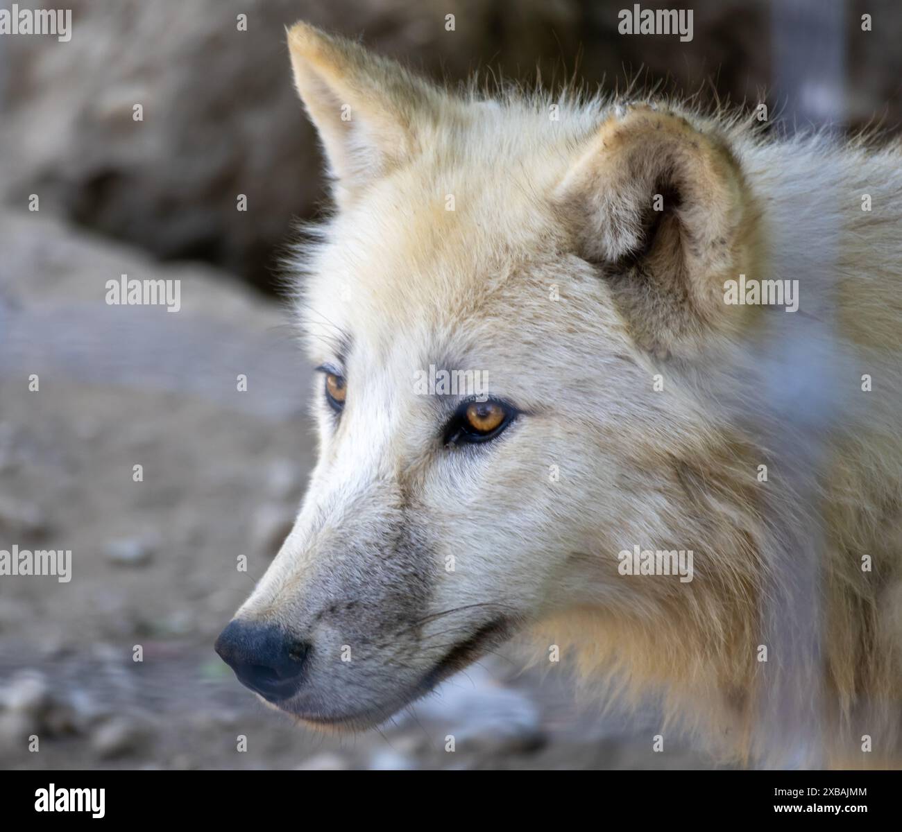 Immagine ravvicinata di un lupo bianco con uno sguardo concentrato e intenso, che mostra la bellezza e la maestosità della fauna selvatica. Foto Stock