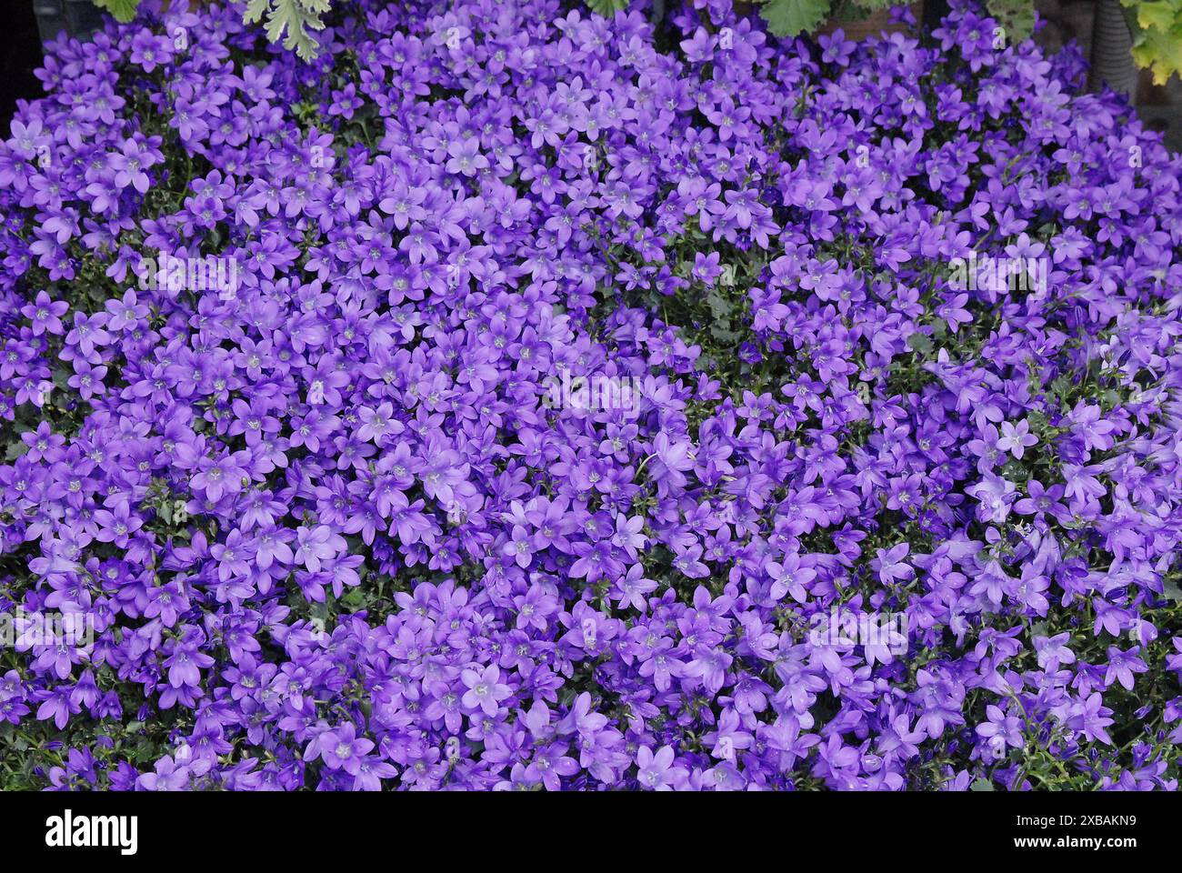 Copenhagen/ Danimarca/11 giugno 2024/Fiori e piante sono piantati in decoarte strada danese per la salute e il bell'aspetto della zona e delle strade (foto. Francis Joseph Dean/Dean Pictures) (non per uso commerciale) Foto Stock