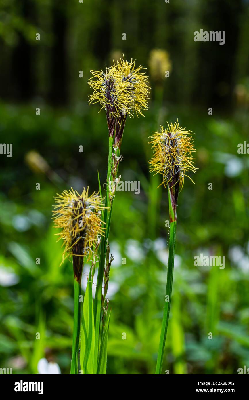 Sedge peloso fiorire nella natura in primavera.Carex pilosa. Famiglia Cyperaceae. Foto Stock