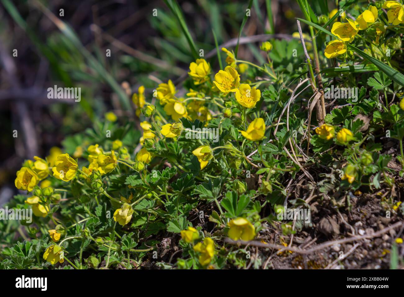 Fiori gialli di Cinquefoil strisciante, chiamato anche Potentilla reptans o Kriechendes Fingerkraut. Foto Stock