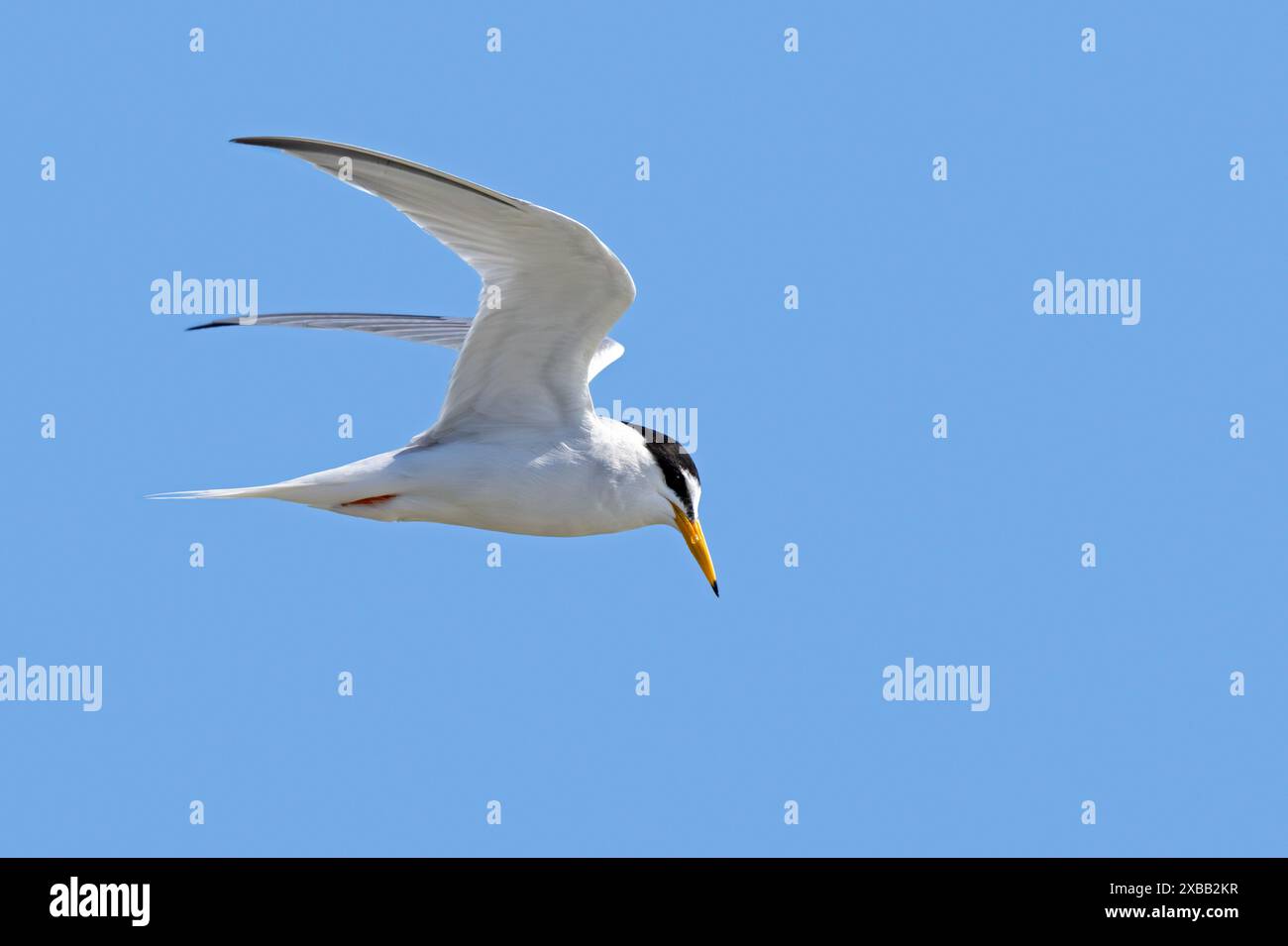 Piccola terna (Sternula albifrons / Sterna albifrons) nella riproduzione del piumaggio in volo contro il cielo blu in primavera Foto Stock