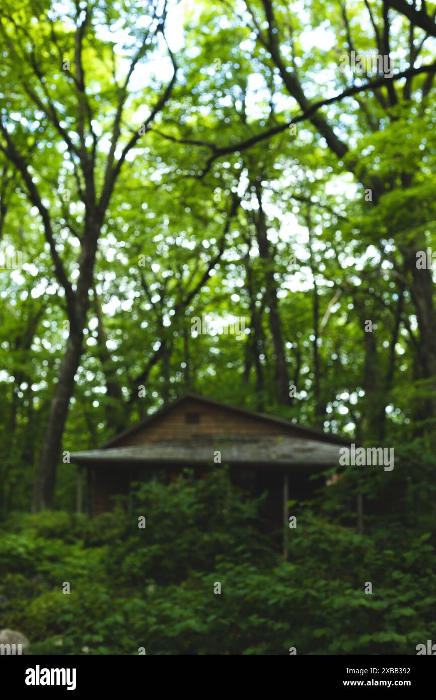 Una cabina in una foresta buia. Foto Stock