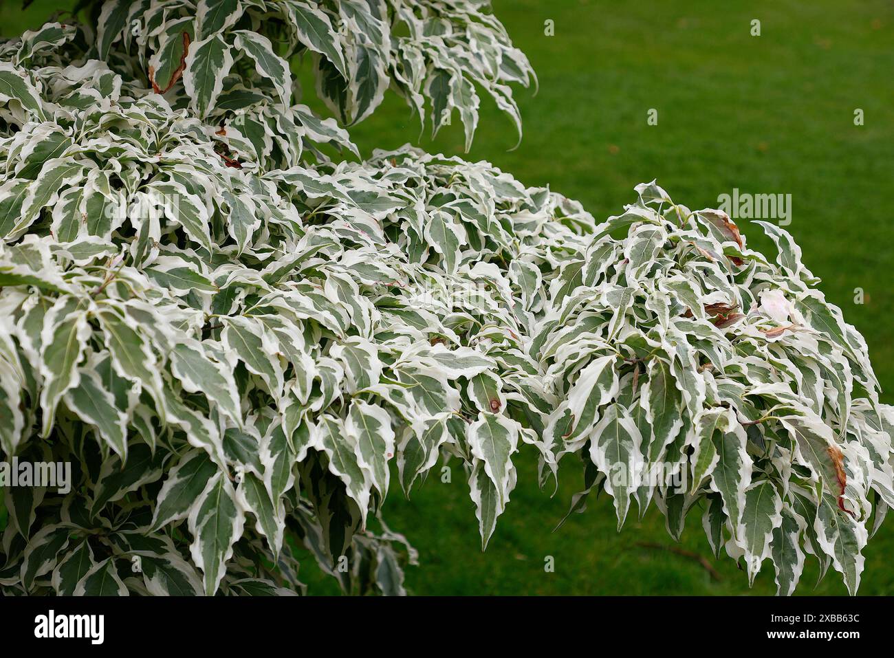 Primo piano delle foglie verdi ondulate con margini bianco-crema degli occhi di lupo cornus kousa arbusto del giardino. Foto Stock