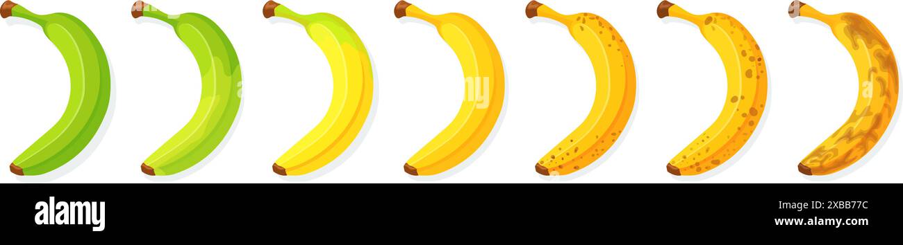 Fasi di maturazione delle banane. Le banane mature maturano il palco da verde a marrone maculato, gradazione di maturazione fila fresca o frutta in decomposizione con macchia, icona della frutta consumata illustrazione vettoriale ordinata Illustrazione Vettoriale