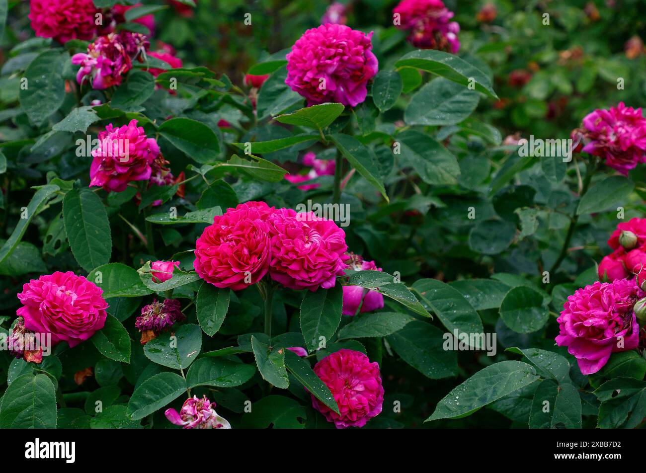 Primo piano dei fiori cremisi viola del giardino fiorito d'estate rosa de resht. Foto Stock