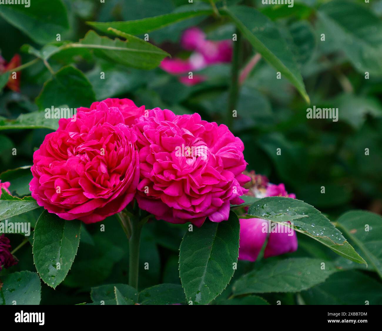 Primo piano dei fiori cremisi viola del giardino fiorito d'estate rosa de resht. Foto Stock