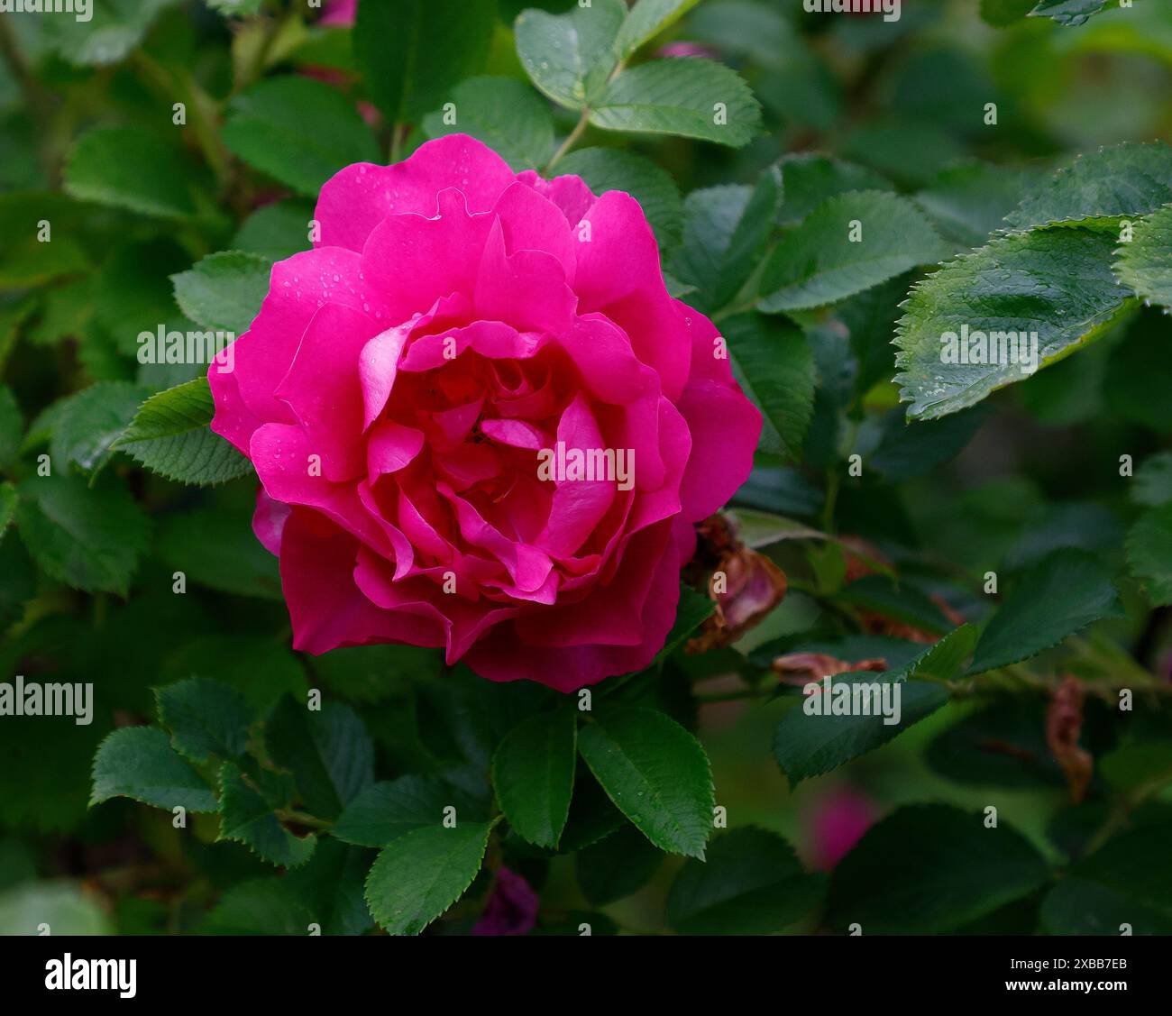 Primo piano dei fiori viola viola rosa dell'estate fioritura robusta David Austin arbusto inglese rosa rosa selvaggia edric. Foto Stock