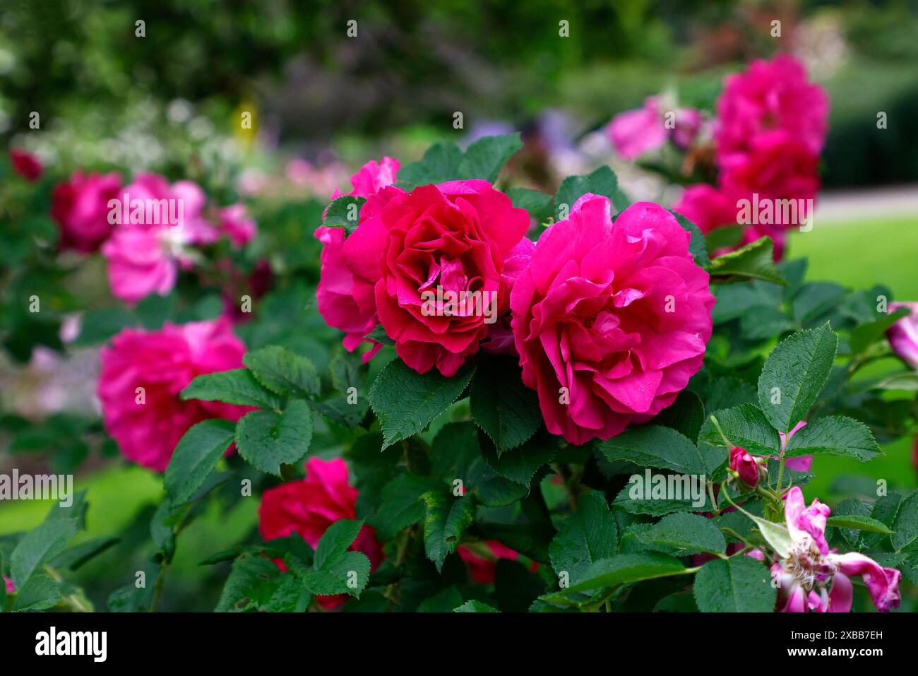 Primo piano dei fiori viola viola rosa dell'estate fioritura robusta David Austin arbusto inglese rosa rosa selvaggia edric. Foto Stock