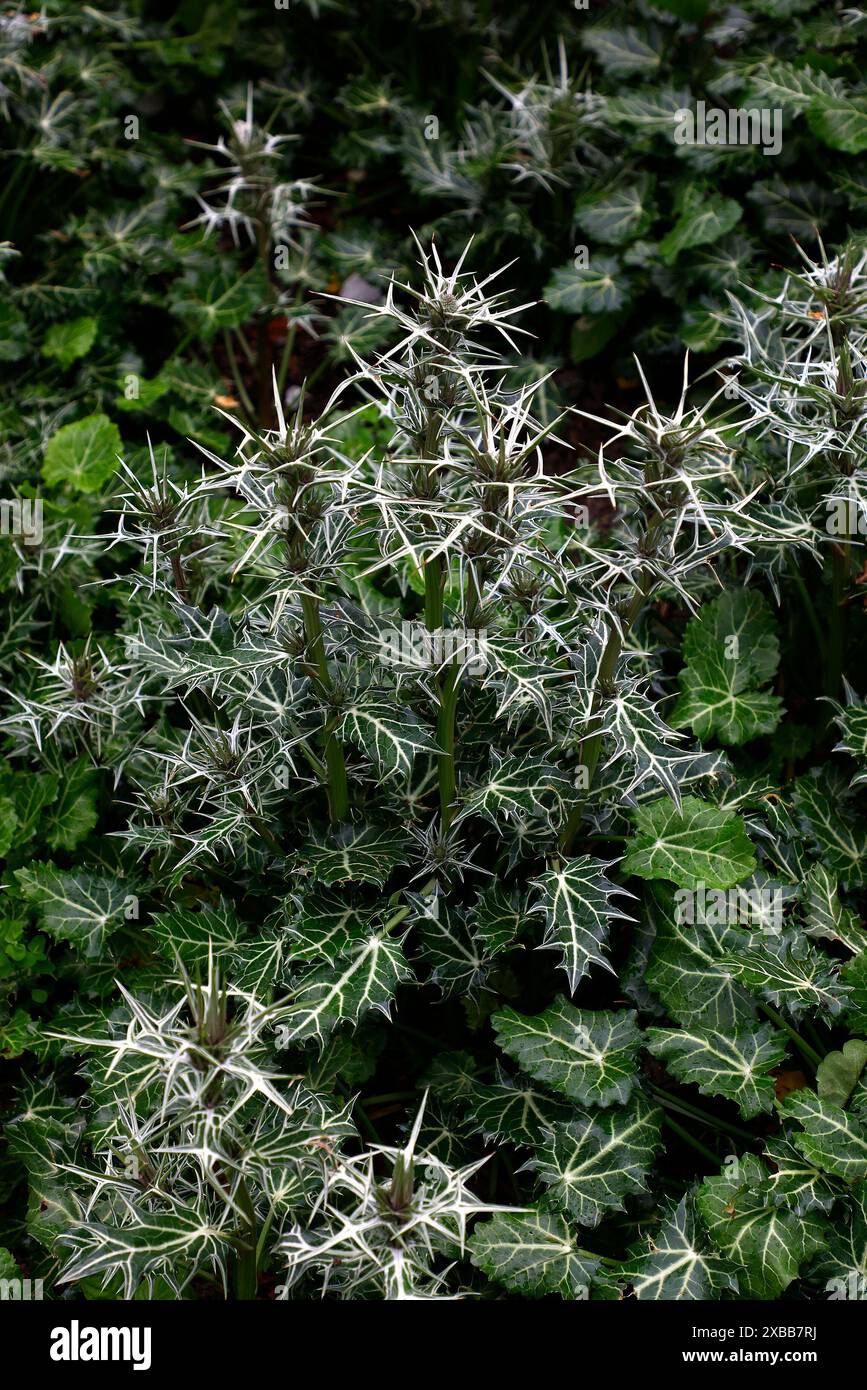 Primo piano delle foglie basali con vene bianche e fusti frondosi del giardino perenne sempreverde a foglia variabile holly Eryngium varrifolium. Foto Stock