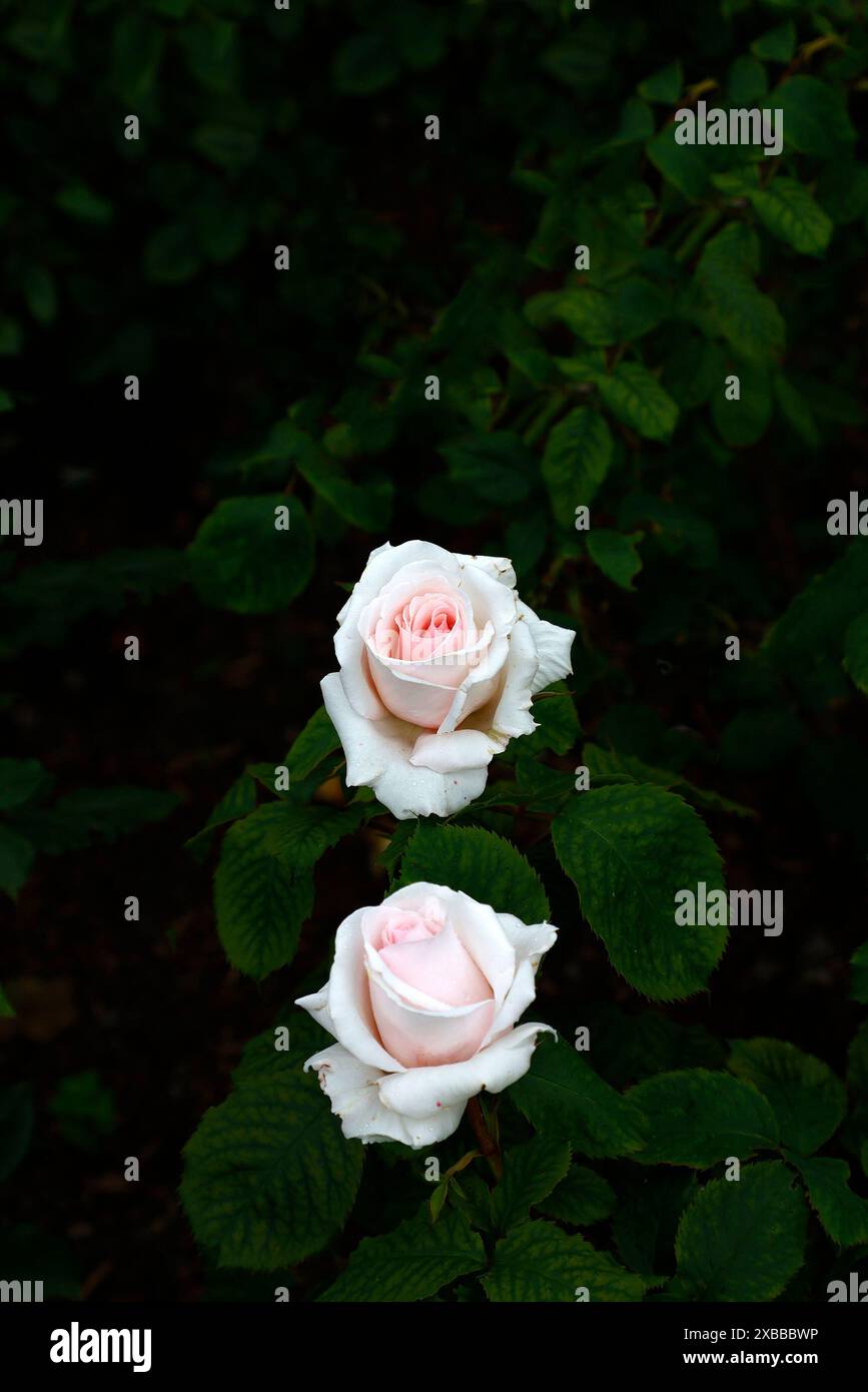Primo piano del fiore rosa chiaro della fioritura estiva della rosa fiorita Rosa Belmonte. Foto Stock