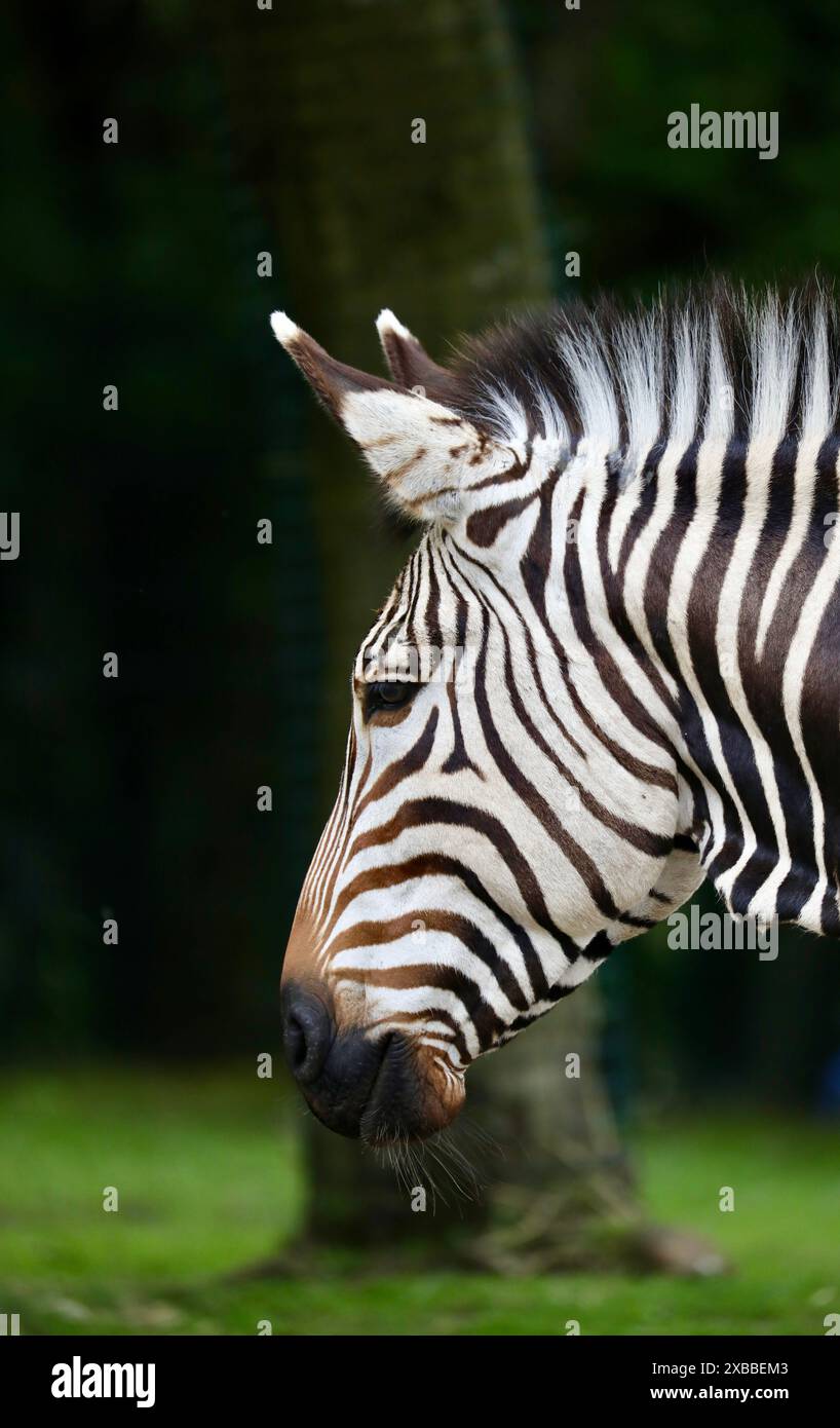 Zebra di montagna di Hartmann (Equus zebra) Foto Stock