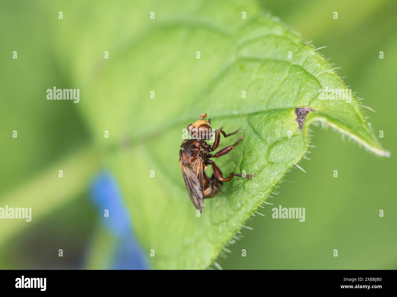 Resting Conopid Fly (Sicus ferrugineus) a Richmond Park, Surrey Foto Stock