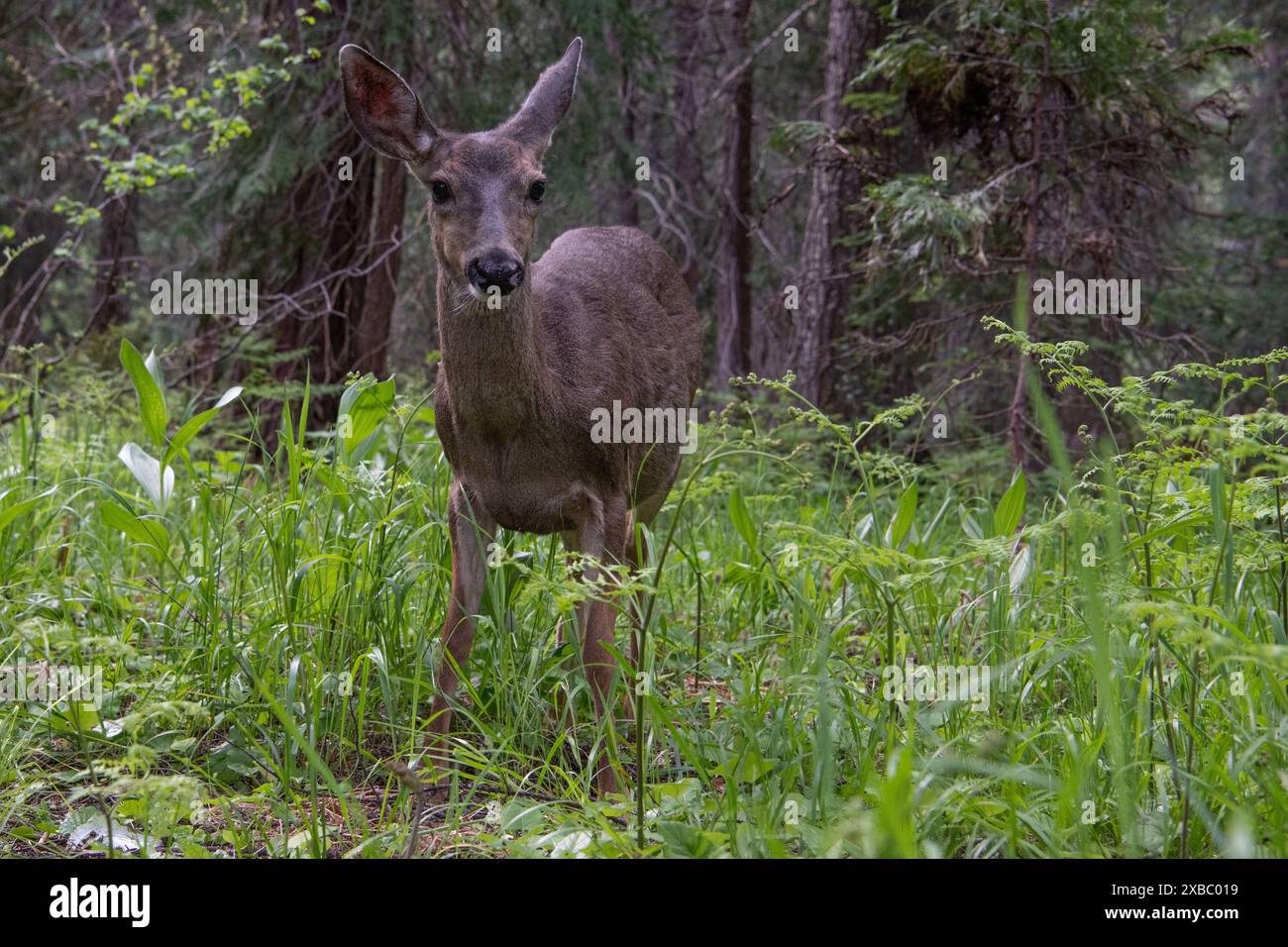 Una femmina di cervo mulo nella foresta naturale nazionale Shasta Trinity nel nord della California, Stati Uniti. Foto Stock