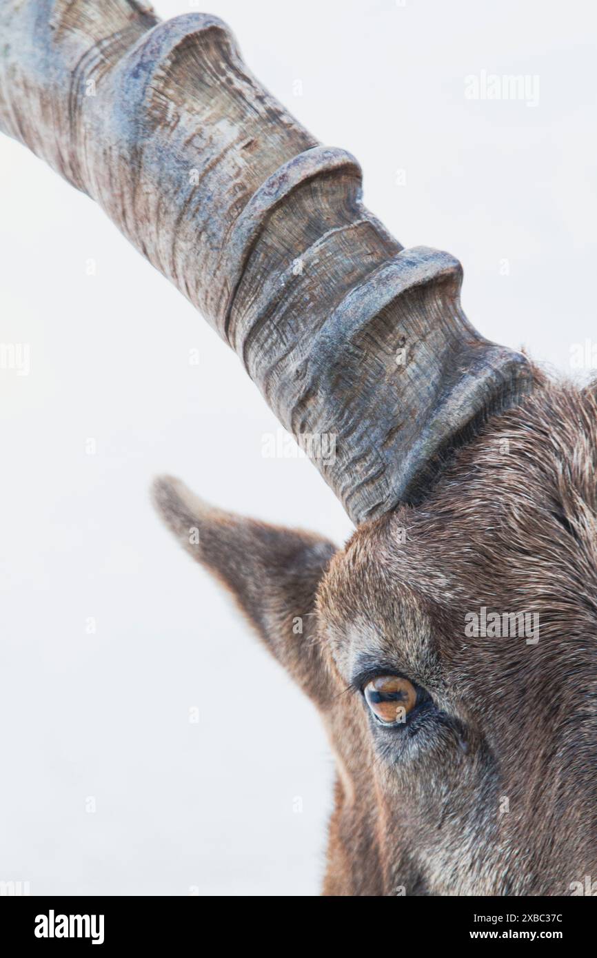 Primo piano, ritratto dettagliato di uno stambecco siberiano su uno sfondo bianco piano. Foto Stock