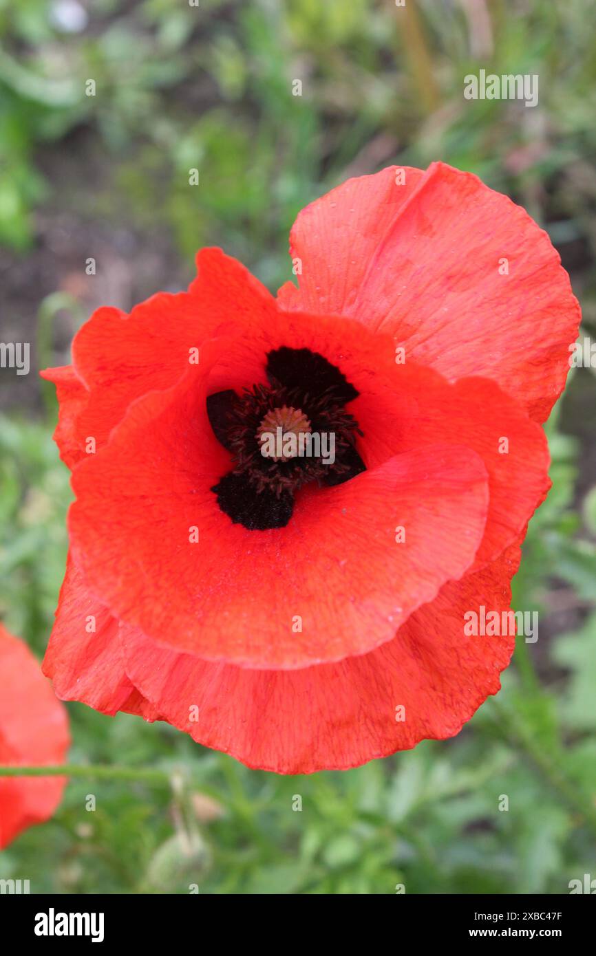 I papaveri selvatici fioriscono in un campo vicino a Selby, North Yorkshire, Regno Unito, in una prima serata estiva Foto Stock