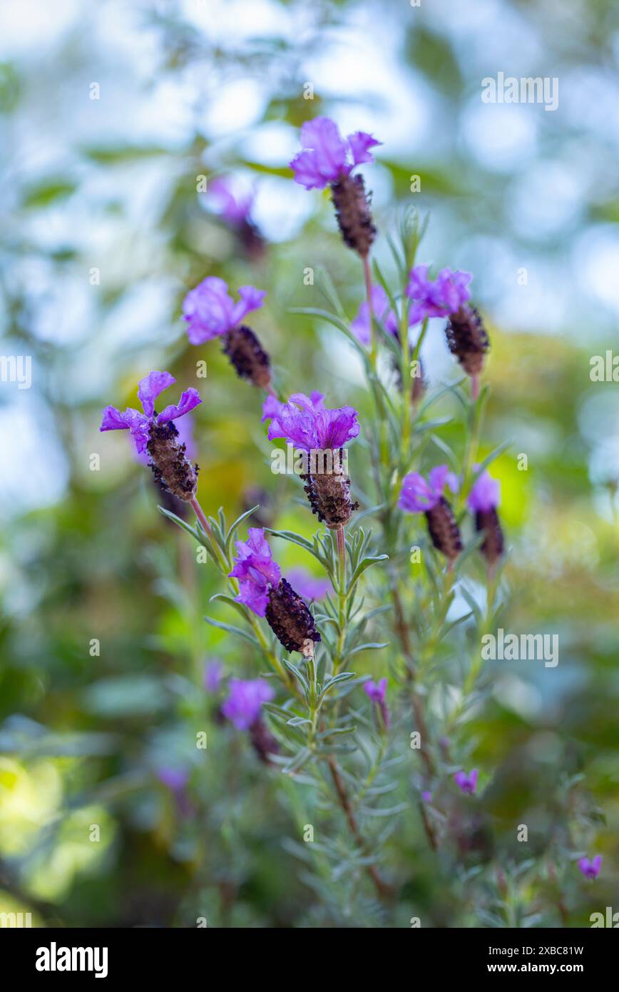 Un bouquet di fiori viola di lavanda con gambi marroni. I fiori sono in un campo e il cielo è blu con bokeh. Foto Stock