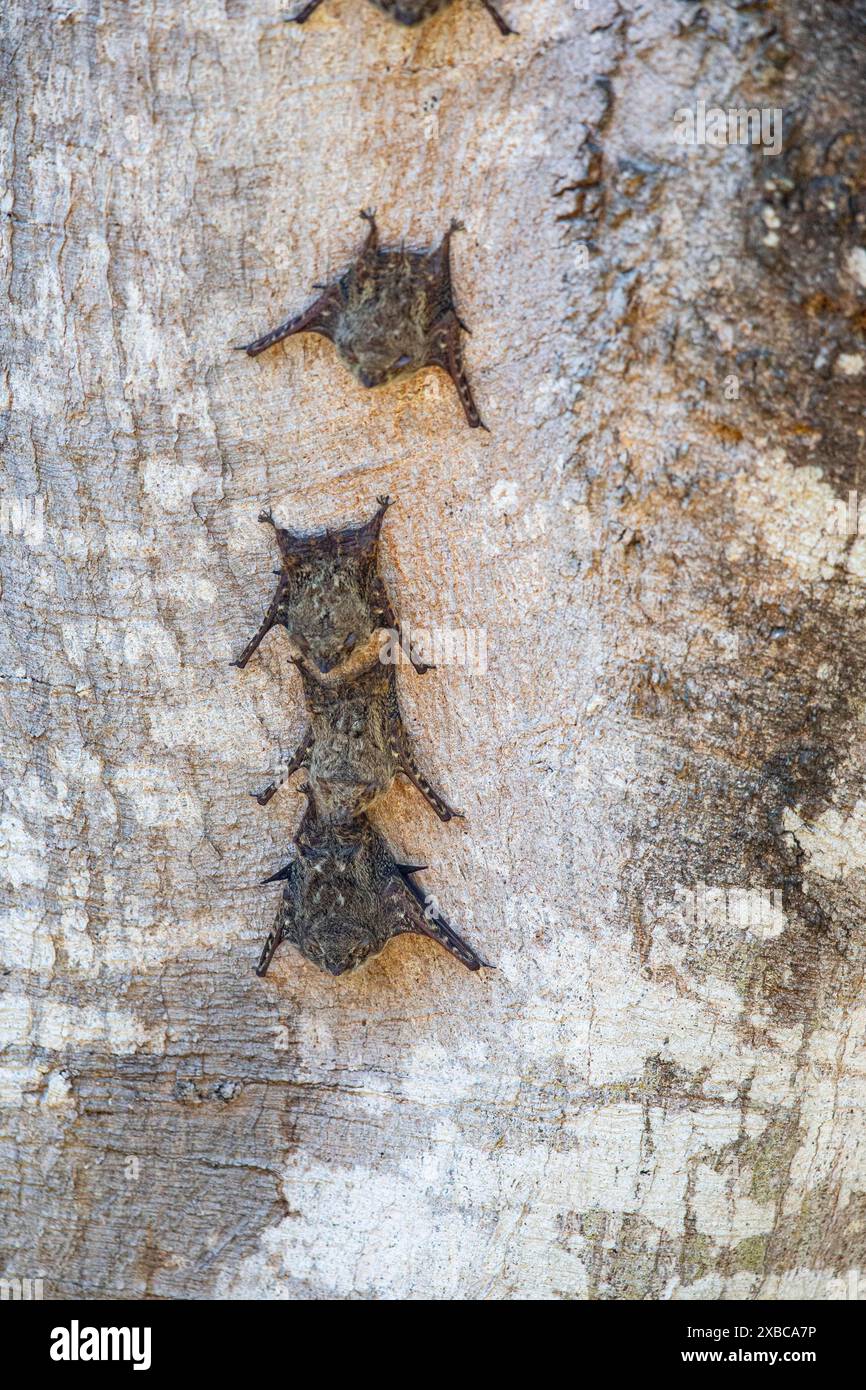 Pipistrello proboscide dal naso lungo (Rhynchonycteris naso) Pantanal Brasile Foto Stock