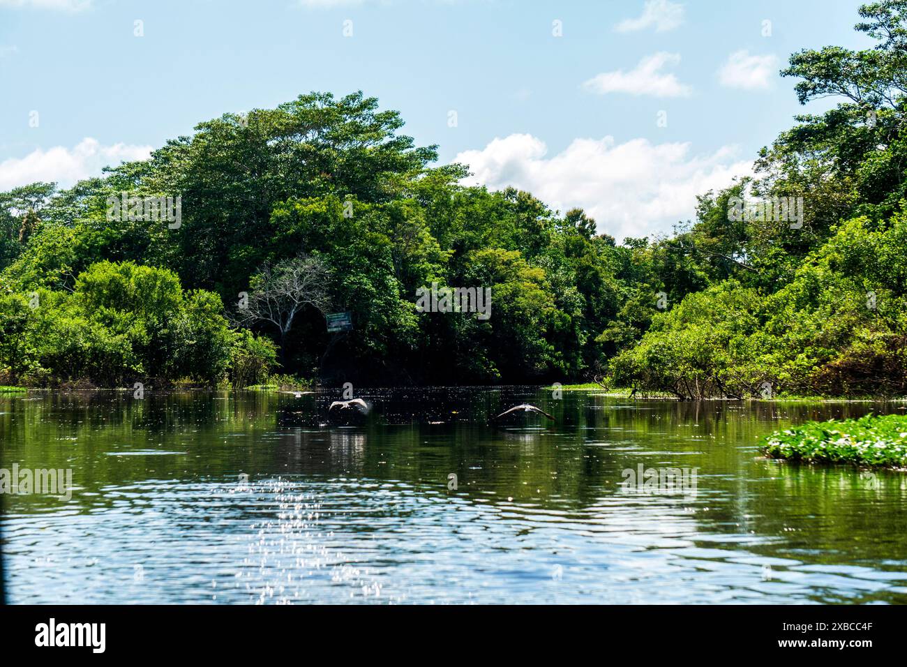 Canale secondario del fiume Ucayali vicino a Pucallpa. Foto Stock
