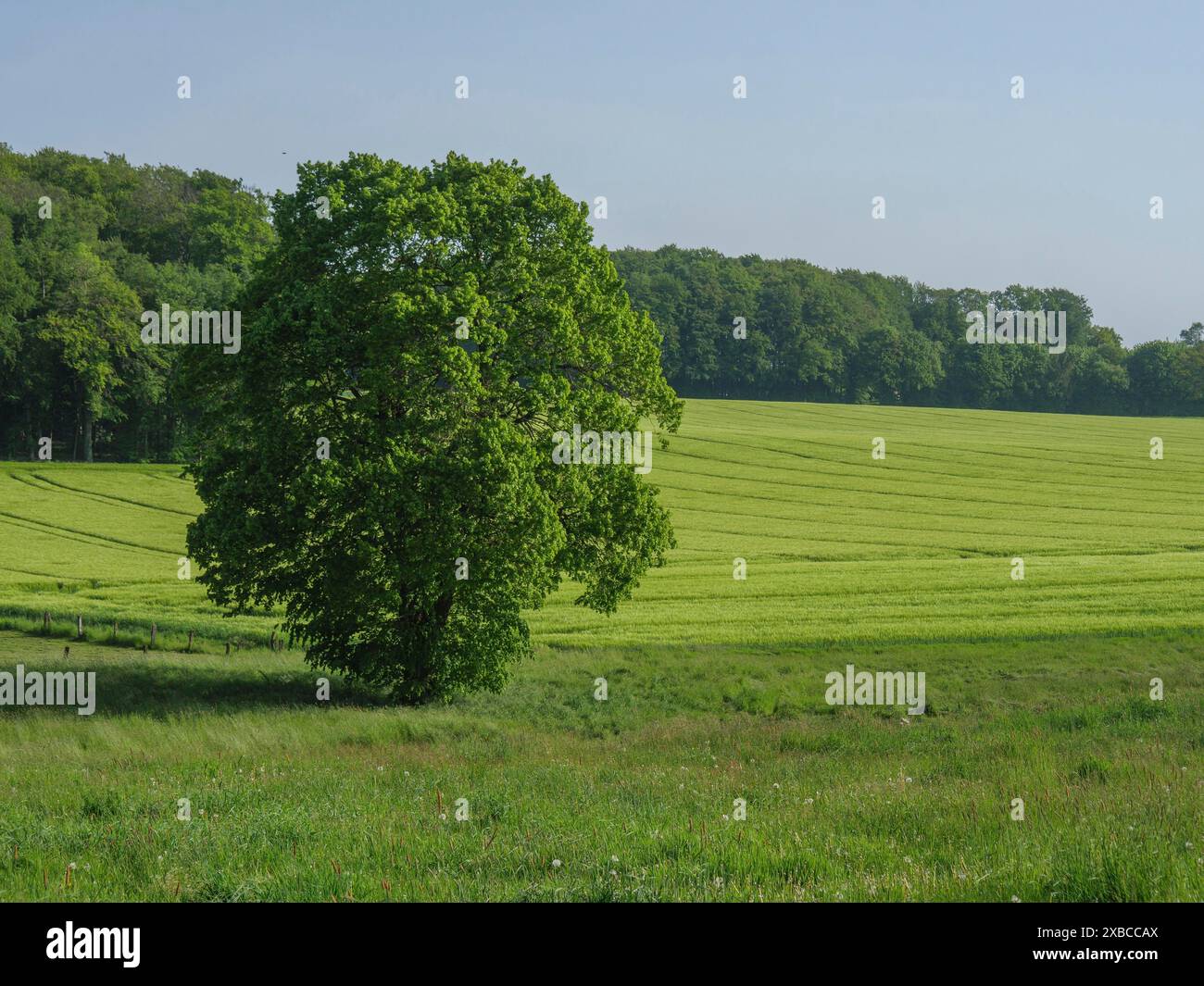 Un grande albero sorge al centro di un prato verde, circondato da campi e un ambiente naturale tranquillo, Billerbeck, Muensterland, Nord Foto Stock