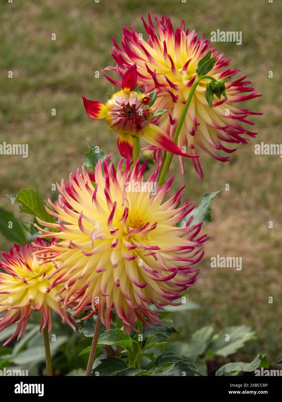 Tre fiori dahlia con punte gialle e bordi rossi in un giardino su sfondo erboso, Legden, Muensterland, Renania settentrionale-Vestfalia, Germania Foto Stock