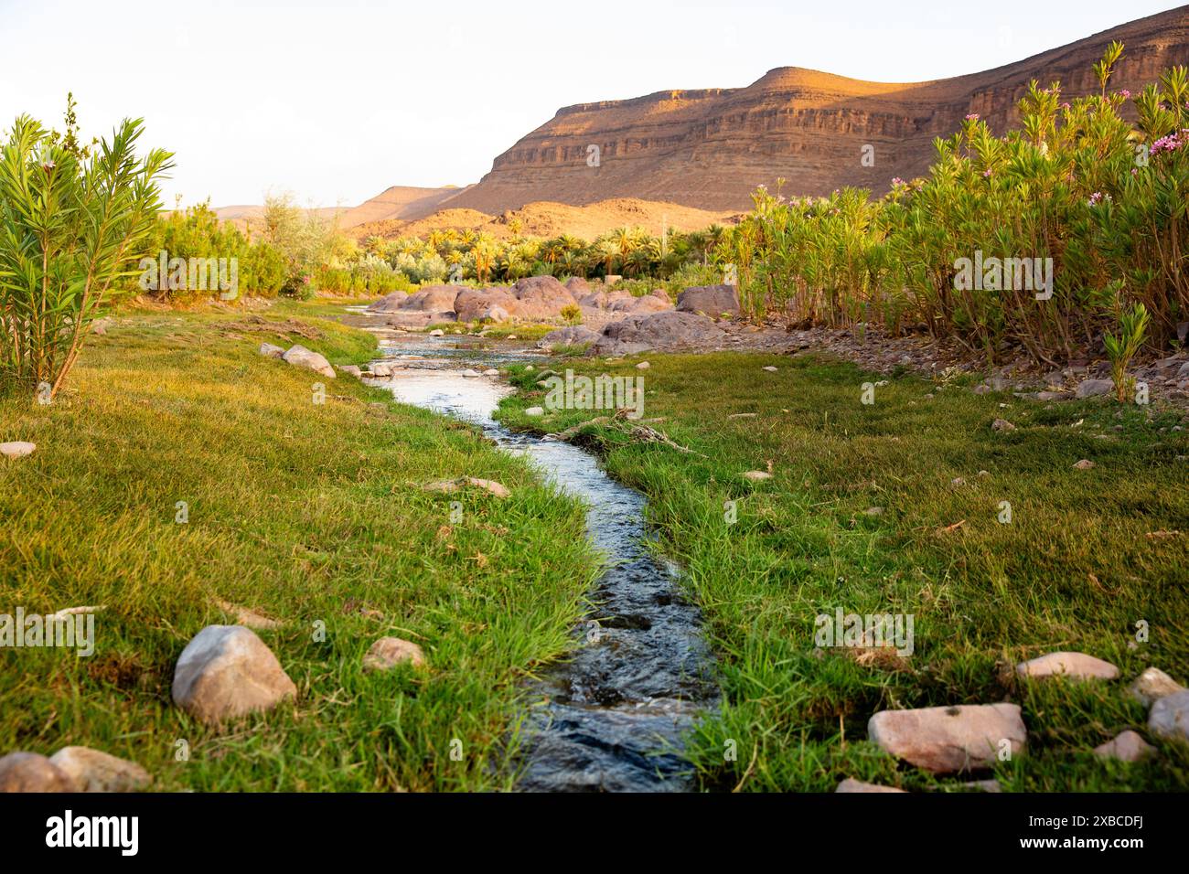 Un'oasi verdeggiante di valle a Fint Oasis, Marocco Foto Stock