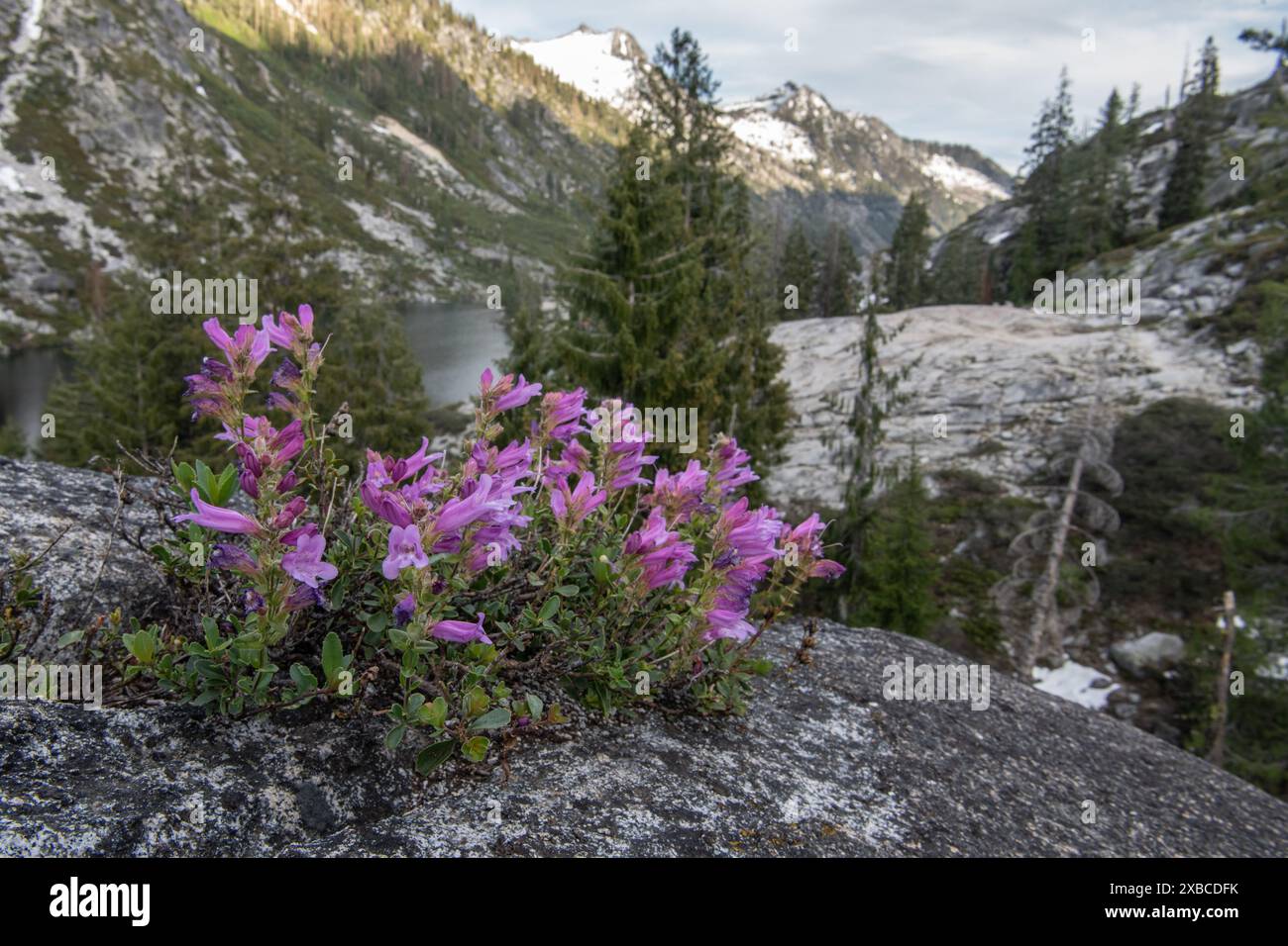 Penstemon newberryi o Mountain Pride, un fiore selvatico autoctono che fiorisce tra le montagne della natura selvaggia delle Trinity Alps in California. Foto Stock