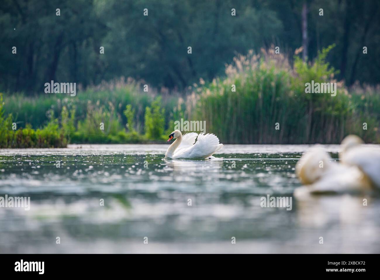 Storia di corteggiamento dei cigni nella cava di sabbia di Baraba vicino a Melnik, repubblica Ceca in primavera Foto Stock