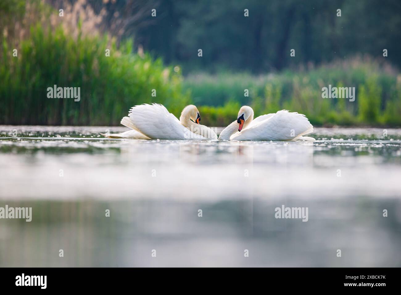 Storia di corteggiamento dei cigni nella cava di sabbia di Baraba vicino a Melnik, repubblica Ceca in primavera Foto Stock