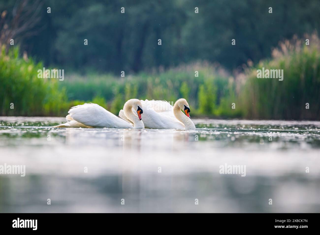 Storia di corteggiamento dei cigni nella cava di sabbia di Baraba vicino a Melnik, repubblica Ceca in primavera Foto Stock