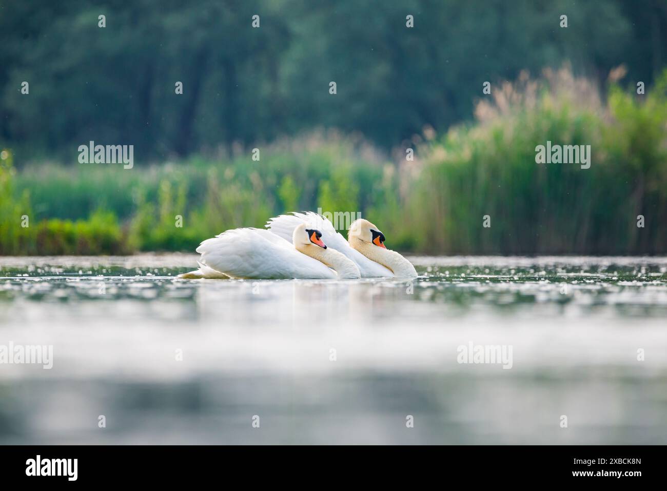 Storia di corteggiamento dei cigni nella cava di sabbia di Baraba vicino a Melnik, repubblica Ceca in primavera Foto Stock