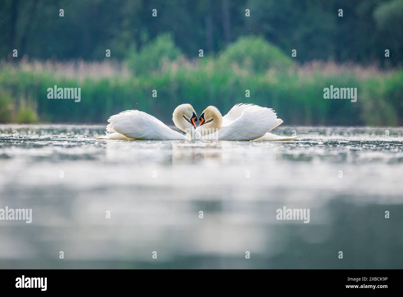 Storia di corteggiamento dei cigni nella cava di sabbia di Baraba vicino a Melnik, repubblica Ceca in primavera Foto Stock