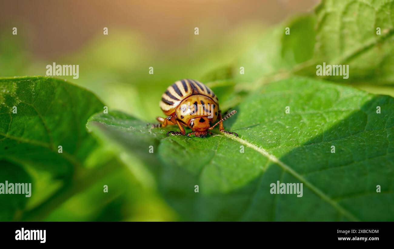 Leptinotarsa decemlineata, noto anche come Colorado Potato Beetle. Insetti di patate a strisce adulti che mangiano foglie di patate. Conc. Danni alle aziende agricole e invasione di parassiti Foto Stock
