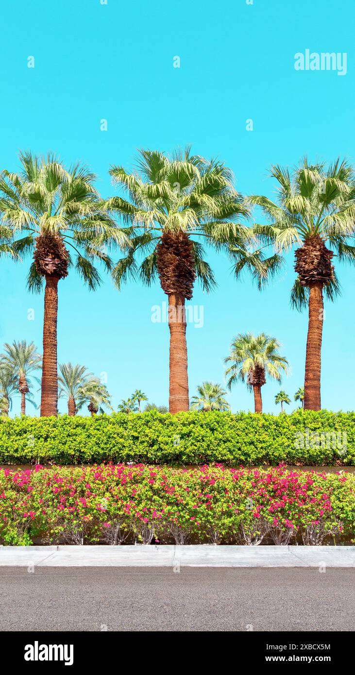 Palme e bouganville a Palm Springs, California. Cielo blu con spazio di copia. Foto Stock