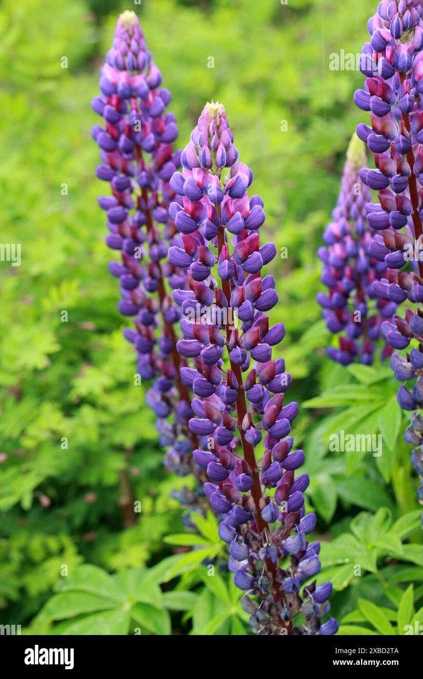 Lupine blu a foglie grandi, Lupine a foglie grandi, Lupine a foglie multiple, Lupine a cialde blu o Lupin da giardino, Fabaceae. Nord America. Foto Stock