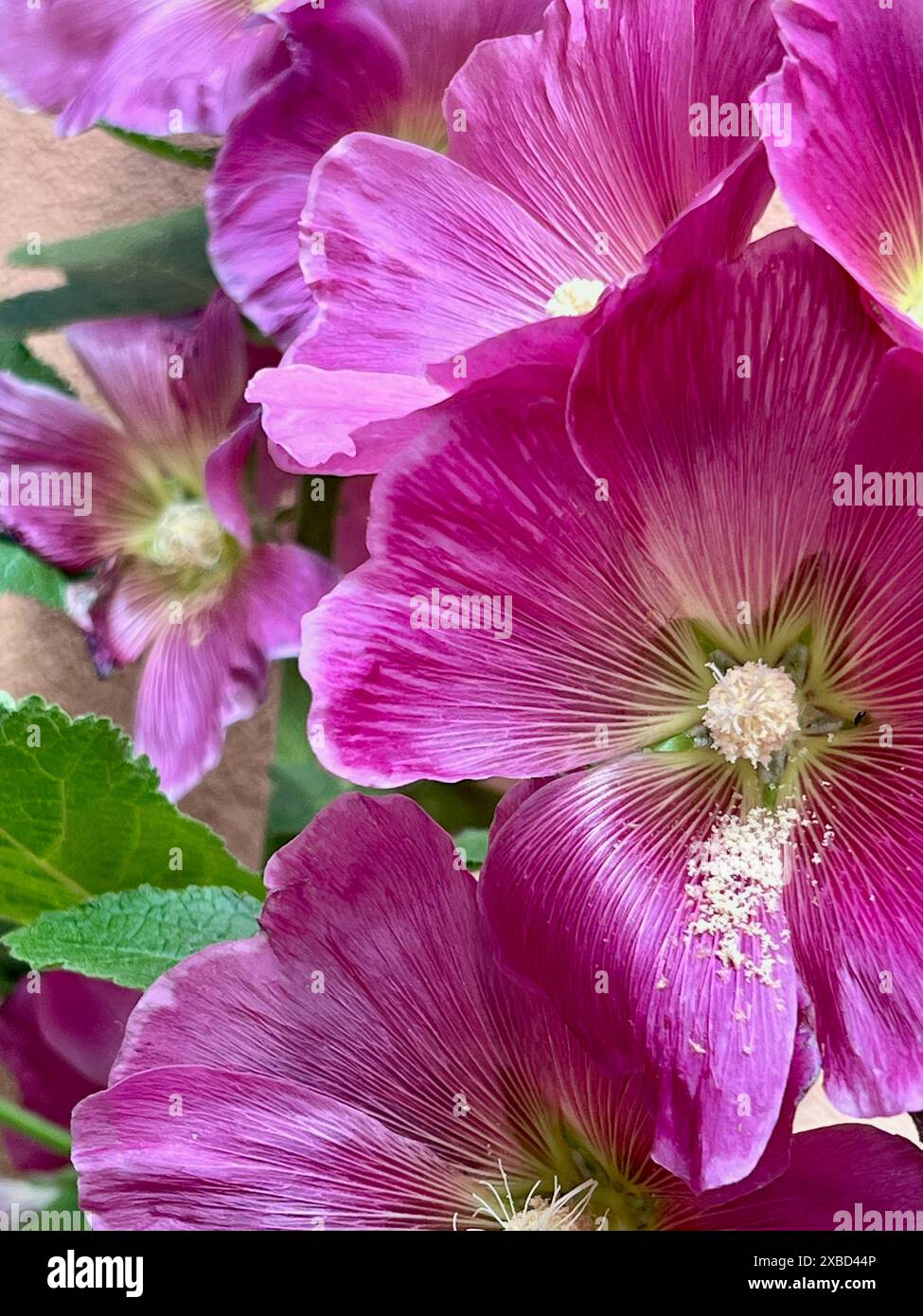 Un hollyhock comune fiorisce a tarda primavera a Philadelphia. Foto Stock