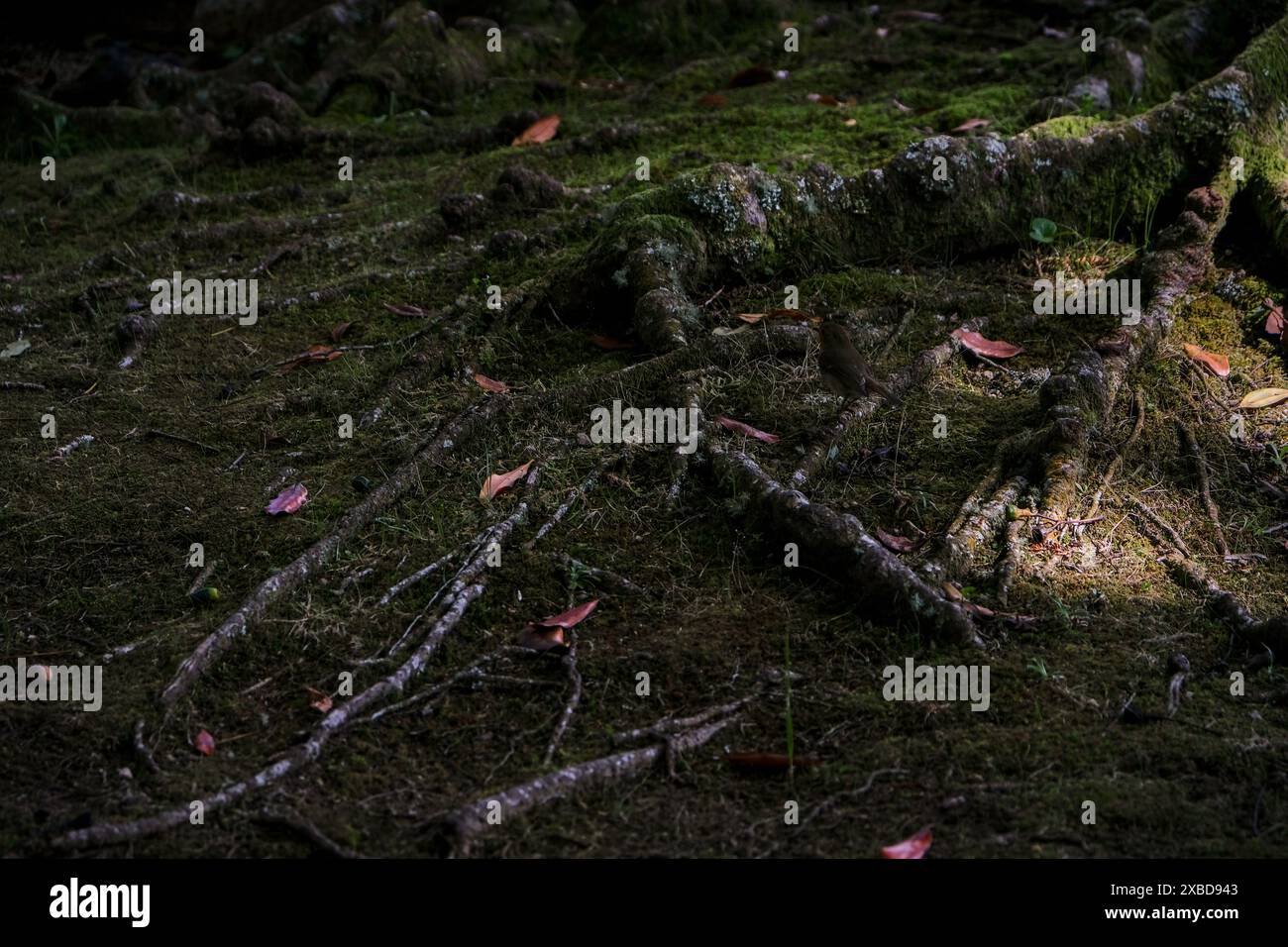 Radici di alberi sul terreno nella foresta, primo piano di foto Foto Stock