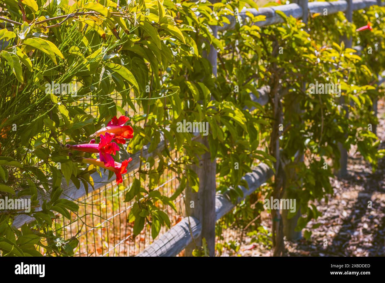 Vitigno a tromba (Campsis radicans) in fiore con splendidi fiori rossi. Foto Stock