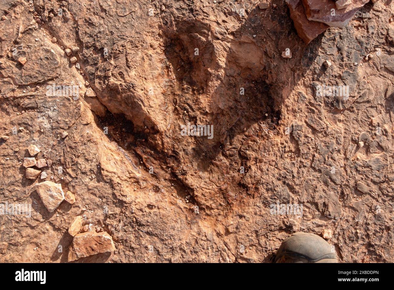 Primo piano della pista a piedi dei dinosauri dell'era storica del Giurassico sulla superficie di Rock Cliff sopra l'autostrada US 89 e il porto di entrata a Kanab, Utah Foto Stock