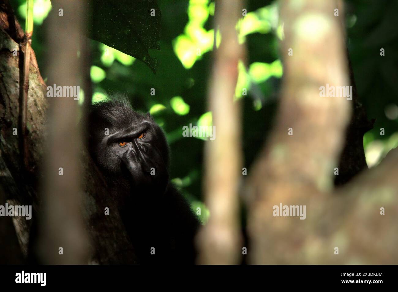 Un macaco di Sulawesi crestato nero (Macaca nigra) guarda mentre viene fotografato da dietro la vegetazione nella foresta di Tangkoko, Sulawesi settentrionale, Indonesia. Foto Stock