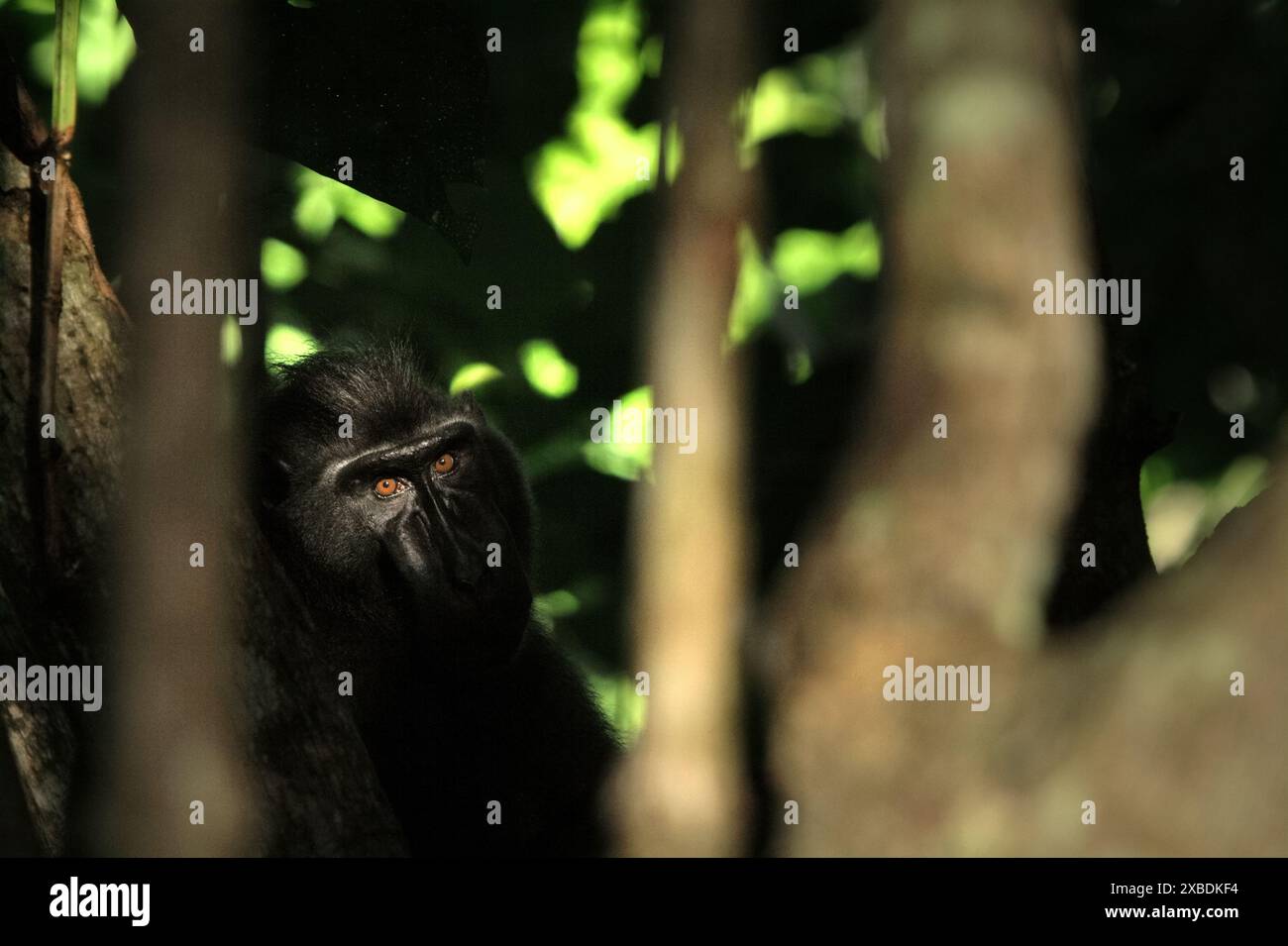 Un macaco di Sulawesi crestato nero (Macaca nigra) guarda mentre viene fotografato da dietro la vegetazione nella foresta di Tangkoko, Sulawesi settentrionale, Indonesia. Foto Stock