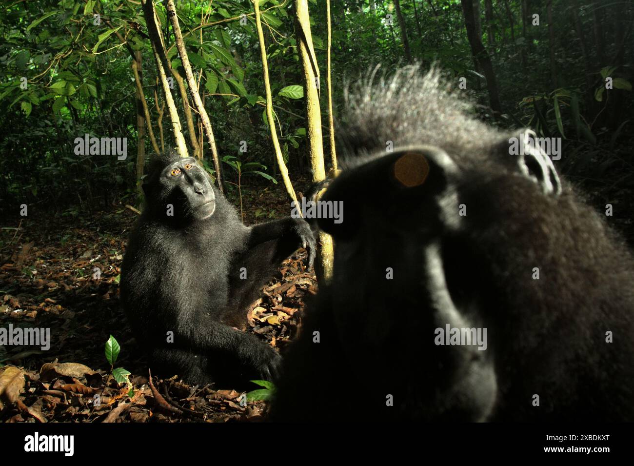Ritratto di due persone di Macaca nigra di Sulawesi in nero seduto a terra nella riserva naturale di Tangkoko, Indonesia. Foto Stock